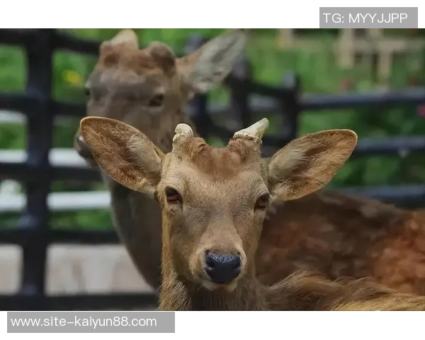 记者分析无字鹿获胜背后的深远意义彰显雄鹿实力不容忽视